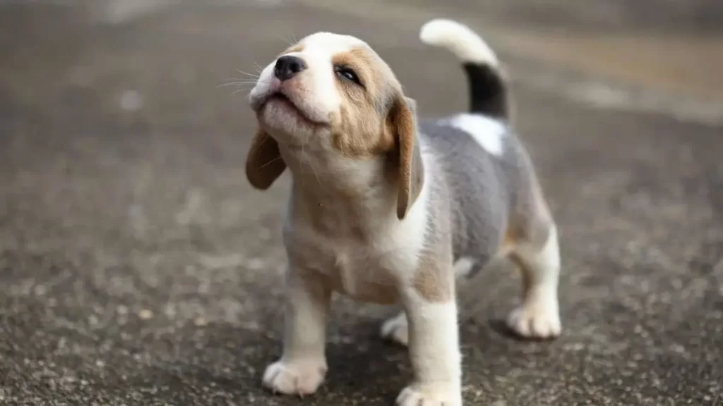 Puppy Blues: क्यों पप्पी पालना खुशी के साथ ला सकता है मानसिक थकावट और तनाव?