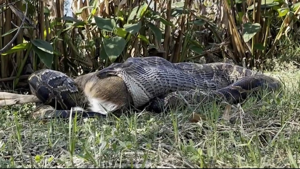 Invasive Burmese Pythons Devastate Mammal Populations in Florida Everglades