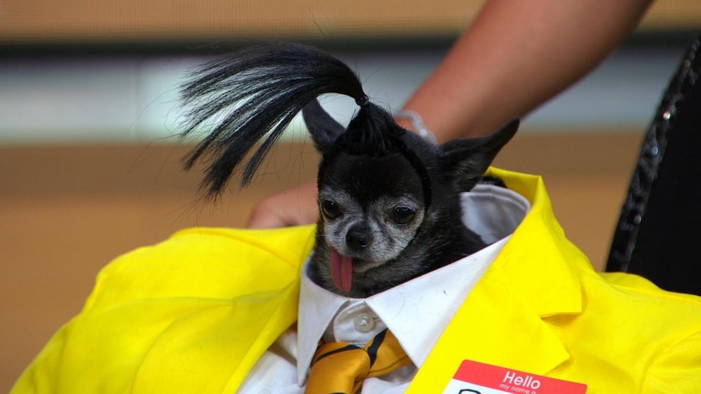 Adorable Pups in Costume Steal the Show at the 34th Annual Tompkins Square Halloween Dog Parade