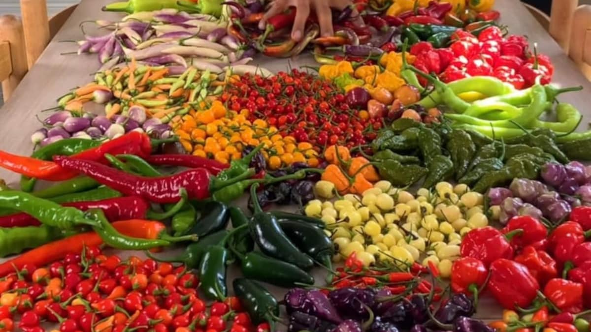 Exploring the Colorful World of Bell Peppers: Over 30 Varieties to Discover