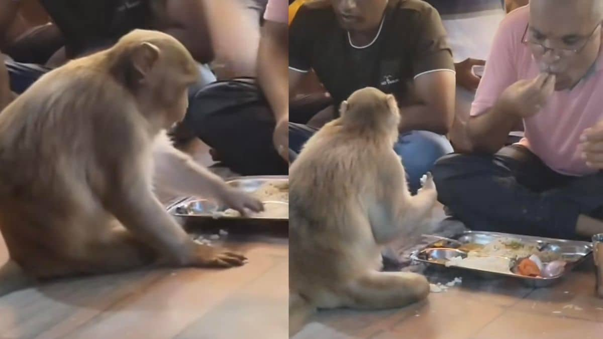 Unexpected Dining Partner: Man Shares Meal with Monkey in Viral Temple Video