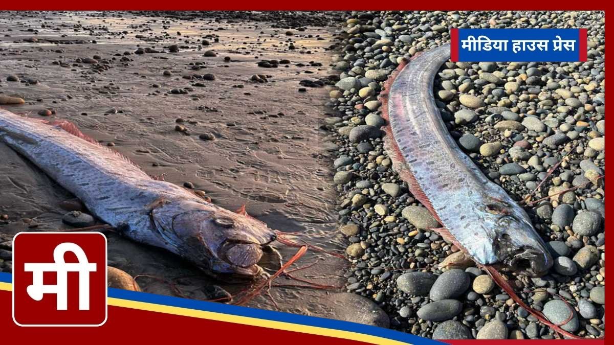 southern california doomsday fish: Doomsday Fish Washes Ashore in California Sparking Apocalyptic Fears